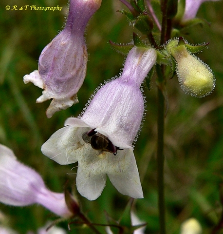 {Penstemon laevigatus}